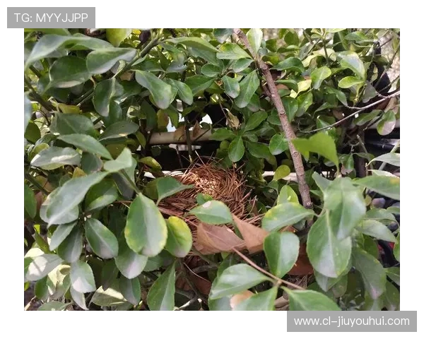 树莓熊足球热潮引爆青少年运动激情打造绿色健康校园新风尚 树莓熊足球热潮引爆青少年运动激情打造绿色健康校园新风尚